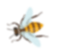 bee-h4-slider-min